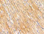 PAPPA2 Antibody in Immunohistochemistry (Paraffin) (IHC (P))