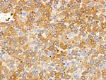 PAPPA2 Antibody in Immunohistochemistry (Paraffin) (IHC (P))