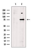 Parg Antibody in Western Blot (WB)