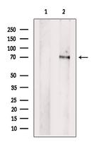 PCK2 Antibody in Western Blot (WB)