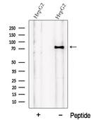 PCSK9 Antibody in Western Blot (WB)