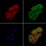 PDE11A Antibody in Immunocytochemistry (ICC/IF)