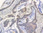 PDE11A Antibody in Immunohistochemistry (Paraffin) (IHC (P))