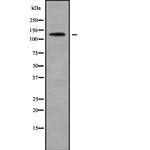 PDE3A Antibody in Western Blot (WB)