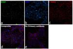 Pericentrin Antibody in Immunocytochemistry (ICC/IF)