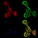 Pericentrin Antibody in Immunocytochemistry (ICC/IF)