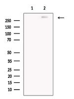 Pericentrin Antibody in Western Blot (WB)