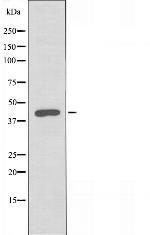 PEX3 Antibody in Western Blot (WB)