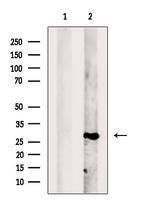 PGAM2 Antibody in Western Blot (WB)