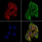 PGC Antibody in Immunocytochemistry (ICC/IF)