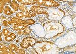 PGC Antibody in Immunohistochemistry (Paraffin) (IHC (P))