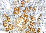 PGC Antibody in Immunohistochemistry (Paraffin) (IHC (P))