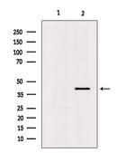 PGC Antibody in Western Blot (WB)