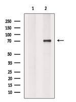 CALM Antibody in Western Blot (WB)