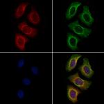 PLXNA4 Antibody in Immunocytochemistry (ICC/IF)