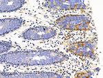 PLXNA4 Antibody in Immunohistochemistry (Paraffin) (IHC (P))