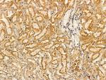 PLVAP Antibody in Immunohistochemistry (Paraffin) (IHC (P))