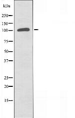 POLD1 Antibody in Western Blot (WB)