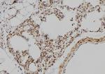 POU3F3 Antibody in Immunohistochemistry (Paraffin) (IHC (P))