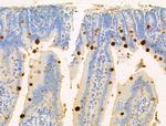 PF4 Antibody in Immunohistochemistry (Paraffin) (IHC (P))