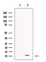 PF4 Antibody in Western Blot (WB)