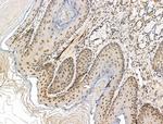 PPP1R2 Antibody in Immunohistochemistry (Paraffin) (IHC (P))