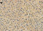 PrP Antibody in Immunohistochemistry (Paraffin) (IHC (P))