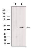 PrP Antibody in Western Blot (WB)