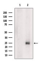 PSCA Antibody in Western Blot (WB)