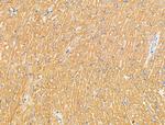 PRRG4 Antibody in Immunohistochemistry (Paraffin) (IHC (P))