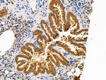 PRRG4 Antibody in Immunohistochemistry (Paraffin) (IHC (P))