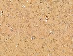 PRRG4 Antibody in Immunohistochemistry (Paraffin) (IHC (P))