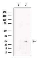 PRRG4 Antibody in Western Blot (WB)