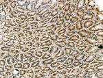 PU.1 Antibody in Immunohistochemistry (Paraffin) (IHC (P))