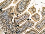 PU.1 Antibody in Immunohistochemistry (Paraffin) (IHC (P))