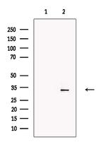 PU.1 Antibody in Western Blot (WB)