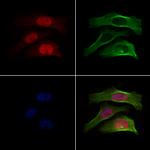 RACGAP1 Antibody in Immunocytochemistry (ICC/IF)