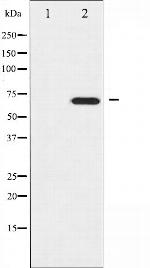 RACGAP1 Antibody in Western Blot (WB)