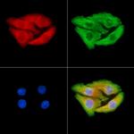 RALB Antibody in Immunocytochemistry (ICC/IF)