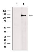 RASGRF2 Antibody in Western Blot (WB)