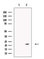 RBPMS Antibody in Western Blot (WB)