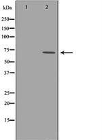 c-Rel Antibody in Western Blot (WB)