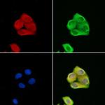 ATP6IP2 Antibody in Immunocytochemistry (ICC/IF)