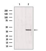 ATP6IP2 Antibody in Western Blot (WB)