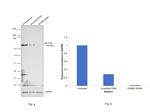 RICTOR Antibody