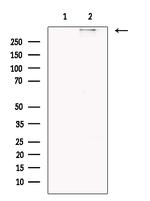 RyR1 Antibody in Western Blot (WB)