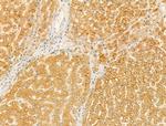 SAA2 Antibody in Immunohistochemistry (Paraffin) (IHC (P))