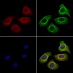 SAA4 Antibody in Immunocytochemistry (ICC/IF)