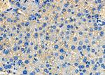 SAA4 Antibody in Immunohistochemistry (Paraffin) (IHC (P))