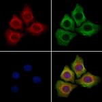 SRSF2 Antibody in Immunocytochemistry (ICC/IF)